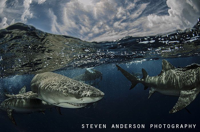 Playing with sharks at the surface is always fun. This im... by Steven Anderson 