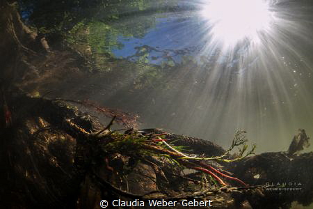 Nims river - freshwater by Claudia Weber-Gebert 