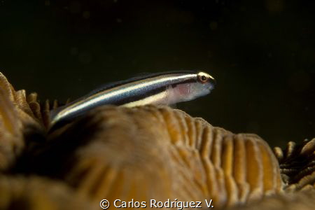 Sharknose goby resting on a coral brain in Bocas del Toro... by Carlos Rodríguez V. 
