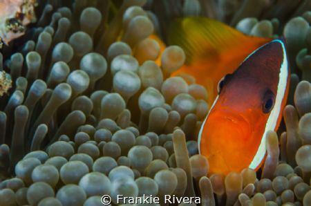 Clown Fish allowed me to approach his house. by Frankie Rivera 