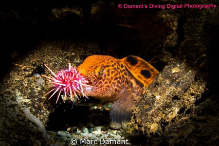 A mouthful of Red Urchin. A young Wolf Eel eating one of ... by Marc Damant 