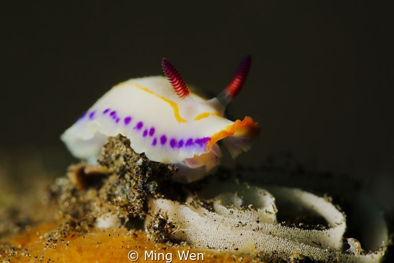 Nudi with egg by Ming Wen 