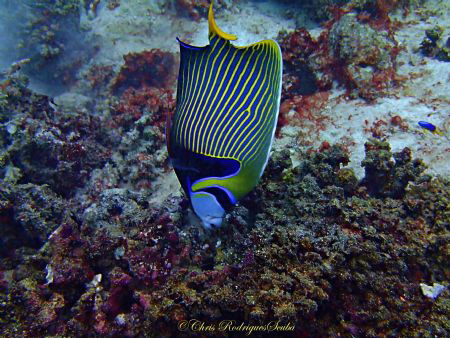 Emperor Angelfish doing a Headstand; Olympus TG1 by Chris Rodrigues 