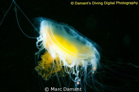 Fried Egg Jellyfish hanging in the black depths of the Pa... by Marc Damant 