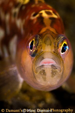 All a Glow! An up-close of a Longfin Gunnel with a canon ... by Marc Damant 