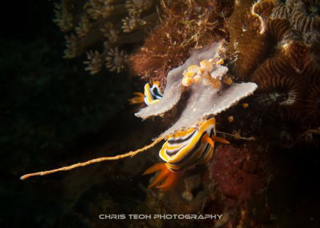 Nudibranch - Chromodoris magnifica by Christopher Teoh 