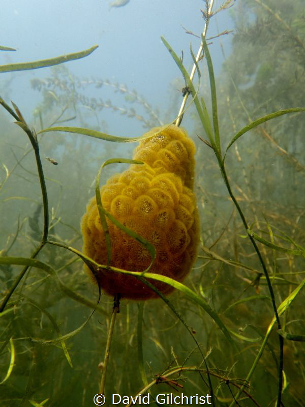 Freshwater Bryozoan, Welland Scuba Park by David Gilchrist 