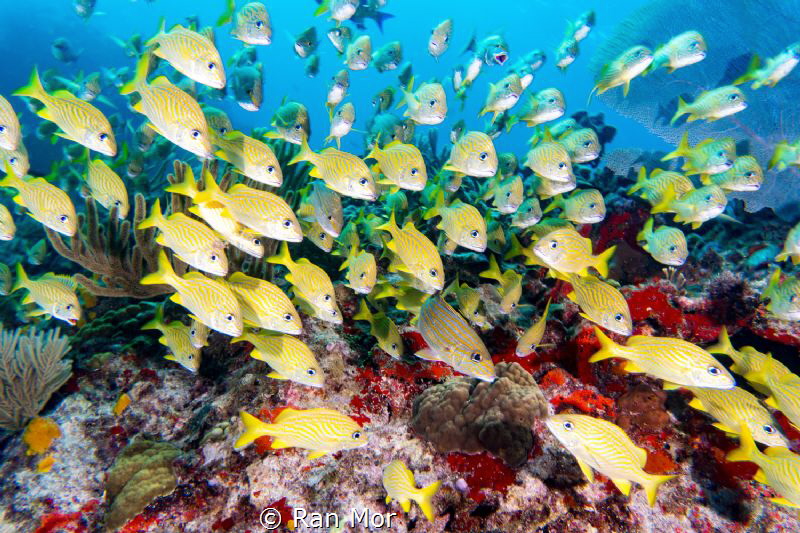 School of Blue Striped Grunts in Manchones Reef, Isla Muj... by Ran Mor 