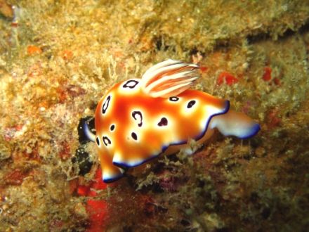 Chromodoris Leopardus. Taken at Tioman - not just rich in... by Lillian Khoo 