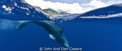 
Maui Keiki

This baby humpback whale was showing off ... by John And Dan Cesere 