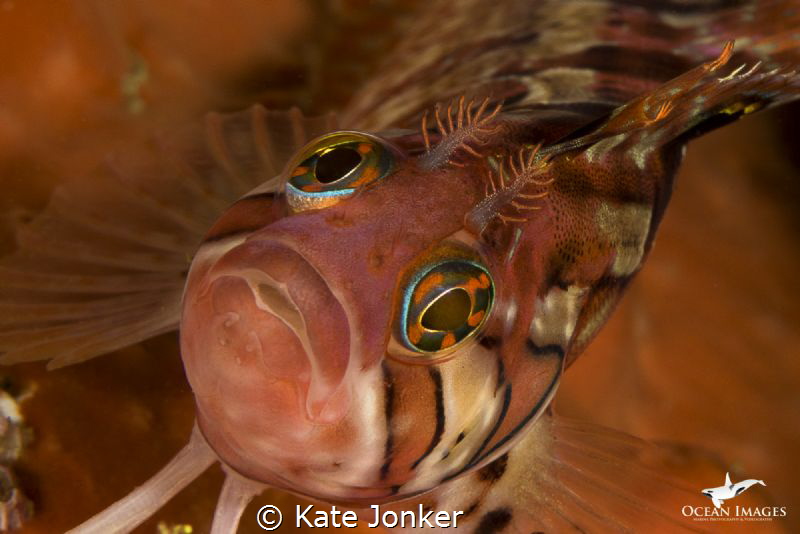 Klipfish, Steenbras Deep, Gordon's Bay, South Africa by Kate Jonker 