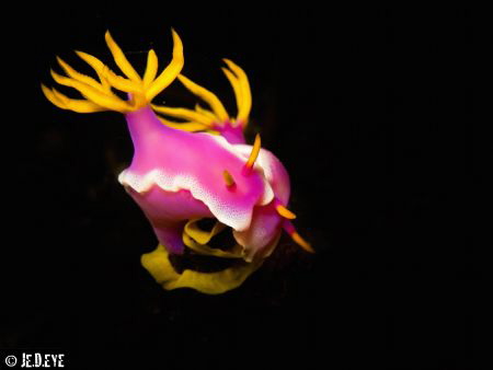 Pink Candies - Hypselodoris Bullockii by Jeremy Delemotte 