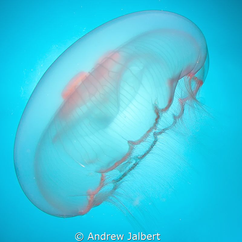 Moon Jellyfish, Karpata Reef, Bonaire by Andrew Jalbert 