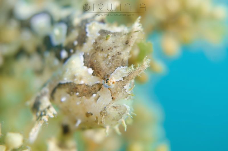 S H A L L O W
Sargassum frogfish (Histrio histrio)
Tula... by Irwin Ang 