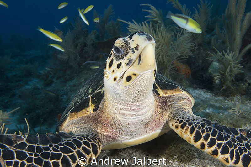 Endangered Sea Turtle feeding on Molasses Reef, Key Largo... by Andrew Jalbert 