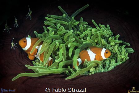Anemone and Anemonefish by Fabio Strazzi 