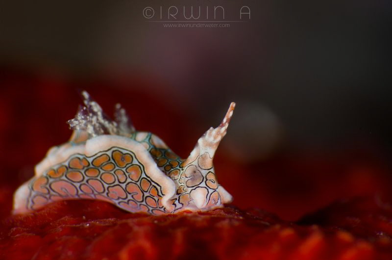 R E D - C A R P E T
Sea slug (Psychedelic Batwing Slug)
... by Irwin Ang 
