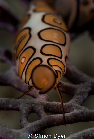 Baby Flamingo tongue with his eyes on my shot with a Niko... by Simon Dyer 