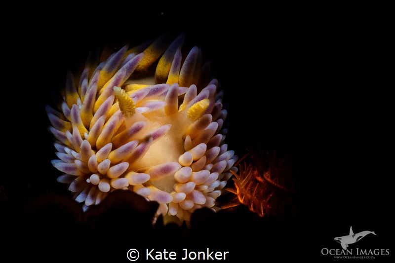 Little Flame
This is a little gasflame nudibranch, photo... by Kate Jonker 