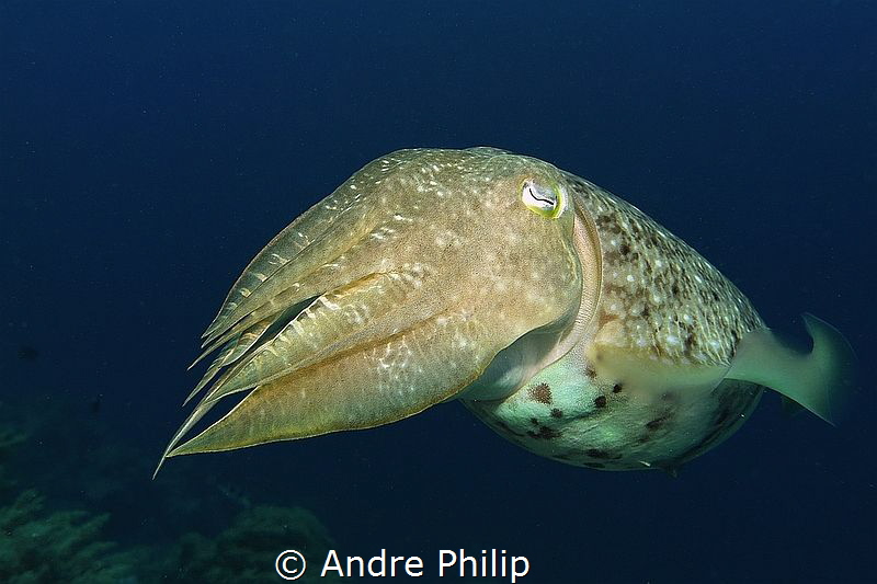 "Curious" - A broadclub cuttlefish (Sepia latimanus) by Andre Philip 