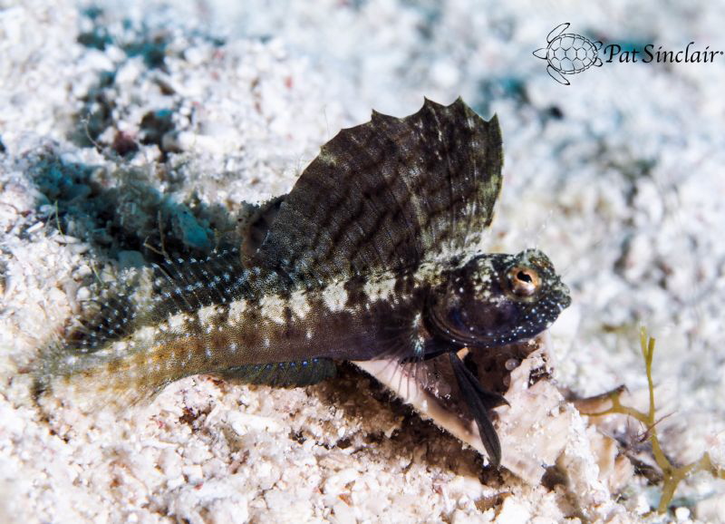Sailfin Blenny that was living in remnants of a dead sea ... by Patricia Sinclair 