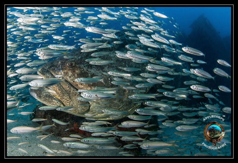 Goliath Grouper within baitball during aggregation season... by Richard Apple 