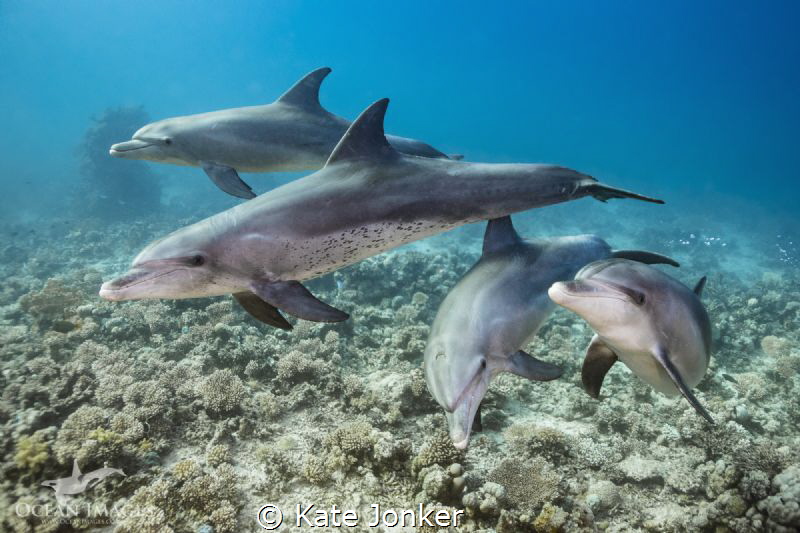 Coming to Say Hello!
A small group of dolphins come gree... by Kate Jonker 