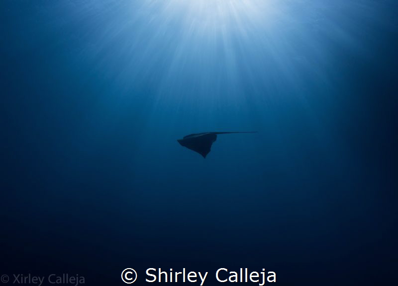 Spotted this ray in Mgarr ix-Xini on the island of Gozo..... by Shirley Calleja 