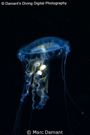 An Egg Yolk Jelly with a cross Jelly in its stomach makes... by Marc Damant 