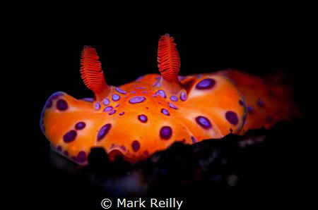 nudibranch at night by Mark Reilly 