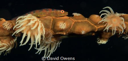 Soft coral goby fish by David Owens 