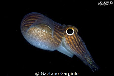 Is this my best side?? the pajama squid took advantage of... by Gaetano Gargiulo 