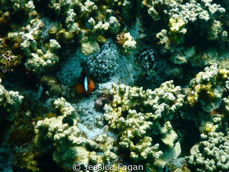 Anemone fish poking his head out of his home. by Jessica Fagan 