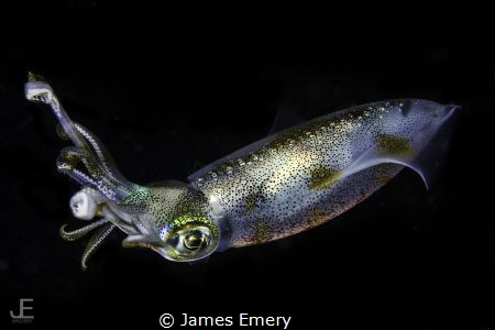 Bigfin Reef Squid by James Emery 