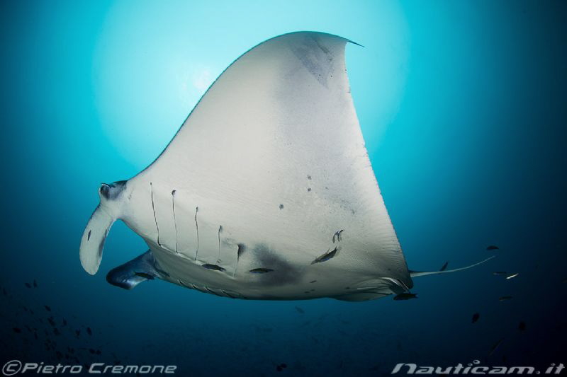 Cleaning time - A manta at the cleaning station by Pietro Cremone 