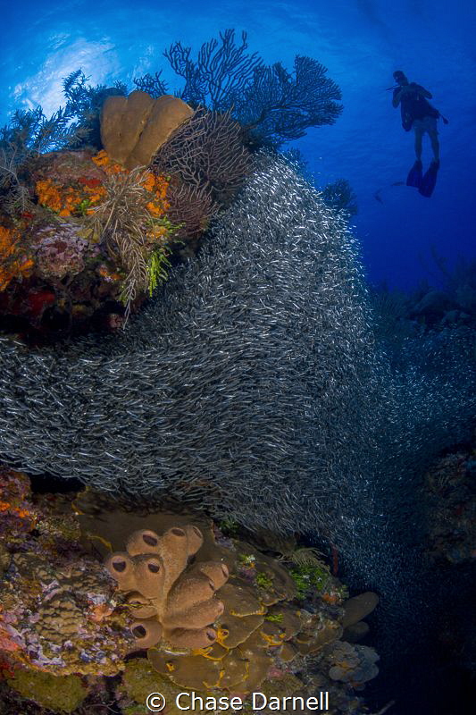 "Hiding in the Colors"
A large group of Silversides pack... by Chase Darnell 