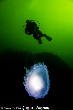 Over the Moon! Diver checking out the view of a Moon Jell... by Marc Damant 