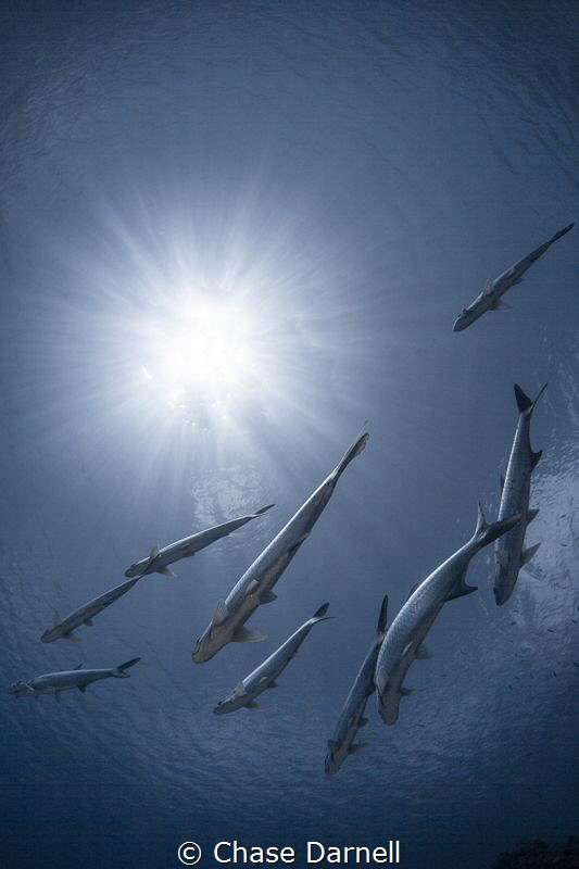 "Clear Skies with a chance of Tarpon"
Schools of Tarpon ... by Chase Darnell 