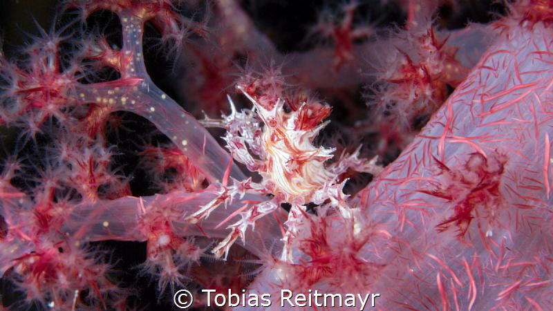 Soft Coral Crab, nightdive at Shinkoku Maru, Chuuk by Tobias Reitmayr 