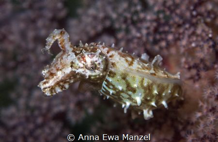 Baby Cuttlefish
He is just 4cm small and threatens me be... by Anna Ewa Manzel 