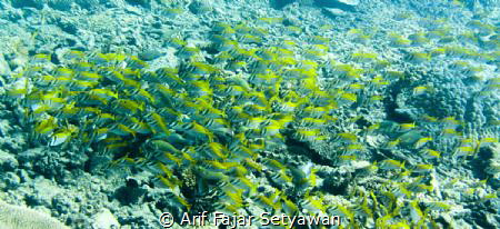 Rabbitfish Attack!!...and I don't know which is the leade... by Arif Fajar Setyawan 
