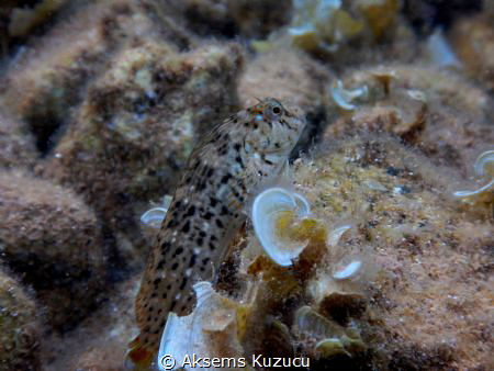 Anybody in there
(Goby) by Aksems Kuzucu 
