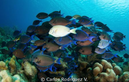 It is very common to find in Bonaire this school of Surge... by Carlos Rodríguez V. 