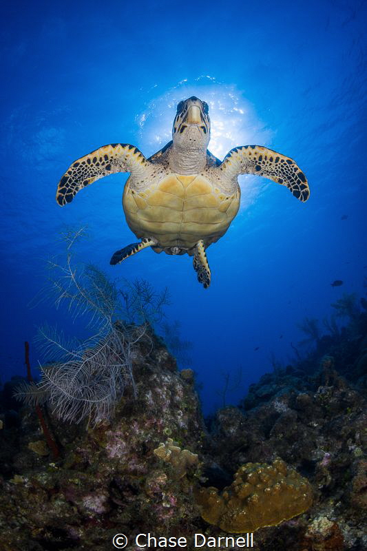 "Lift Off"
A Hawksbill starts his accent to the surface. by Chase Darnell 