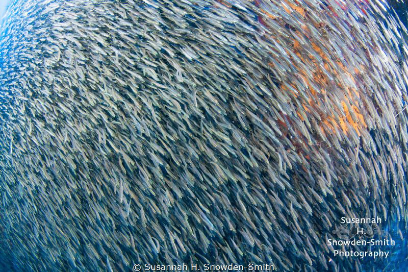 Silversides! Photo 2 of 2
Silversides race across the no... by Susannah H. Snowden-Smith 