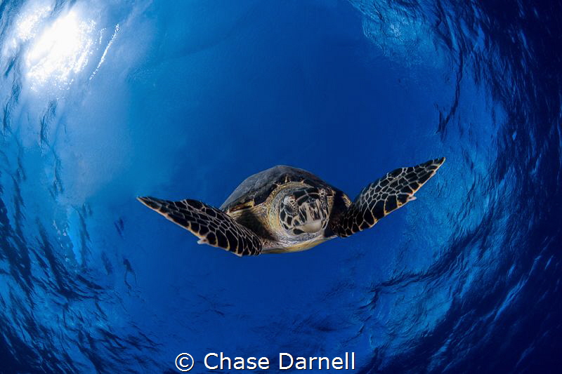 "Descending"
A large Hawksbill Turtle makes his plunge b... by Chase Darnell 