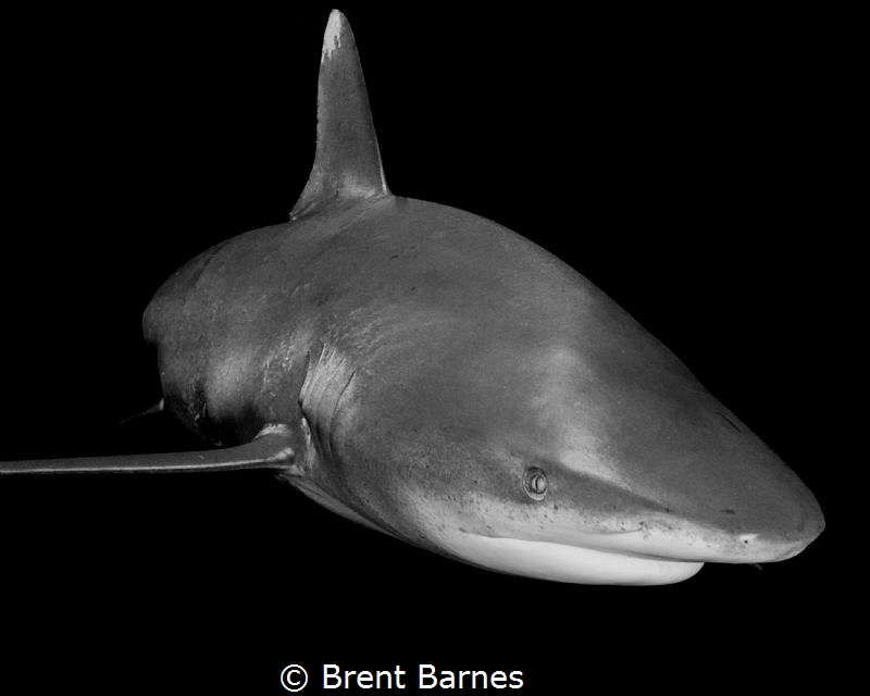 The sly grin of an oceanic white tip shark as it makes a ... by Brent Barnes 