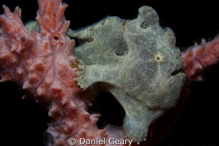 Juvenile Giant Frogfish perched in a sponge. Without the ... by Daniel Geary 