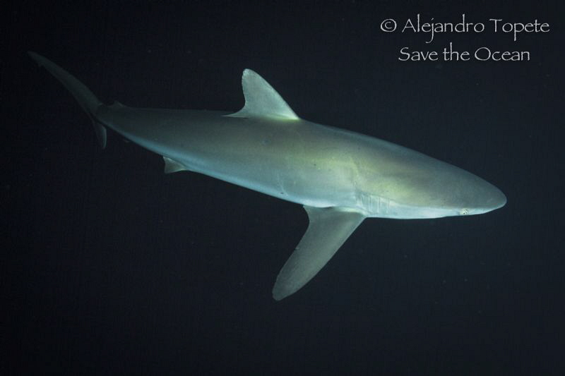Silky shark at nigth, San Benedicto Mexico by Alejandro Topete 