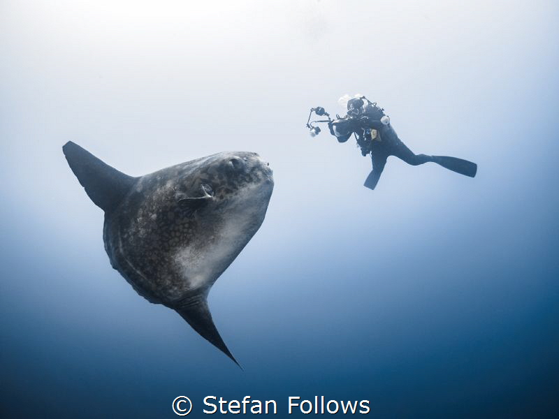 The Longing

Southern Ocean Sunfish - Mola ramsayi

G... by Stefan Follows 